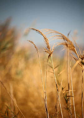 Golden Field of Grasses