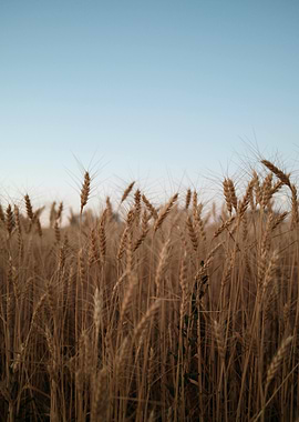 Golden Wheat Field Under Blue Sky