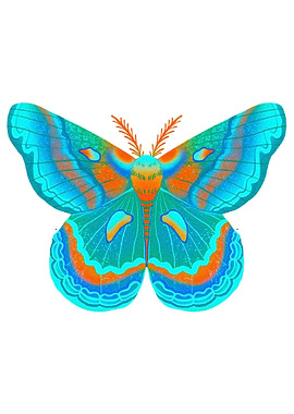 Colorful Moth Illustration