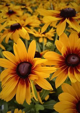 Field of Black-Eyed Susans