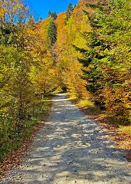 Autumn Forest Path