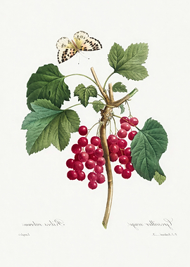 Botanical Illustration: Red Currants and Butterfly,Pierre Joseph Redoute