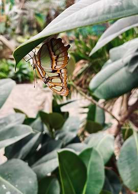 Butterfly resting on a leaf