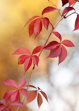 Red Autumn Leaves on Vine