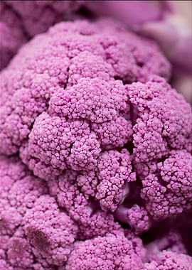 Purple Cauliflower Head