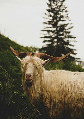 Long-haired goat portrait in nature