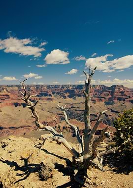 Grand Canyon Vista with Dead Tree