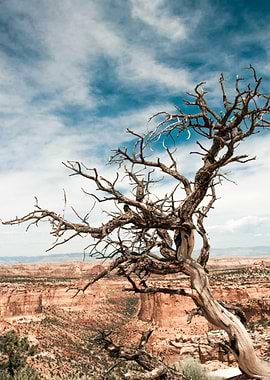 Desert Tree Landscape