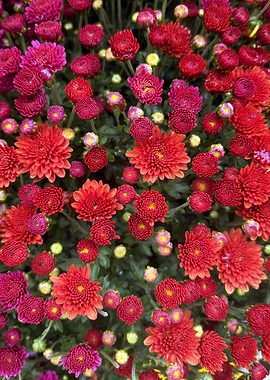Red and Pink Flowers