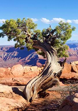 Twisted Tree at Grand Canyon