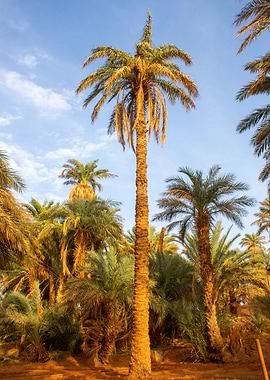 Palm Tree Grove Under Blue Sky