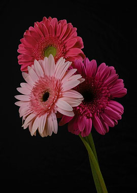 Gerbera Daisies on Black Background