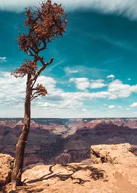 Grand Canyon Vista with Solitary Tree