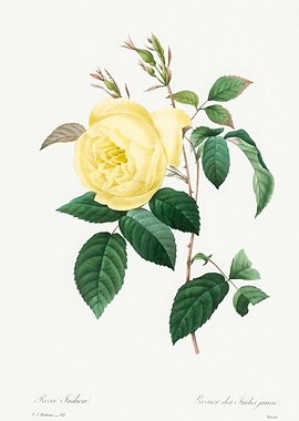Rosa Indica Yellow Rose Botanical Illustration,Pierre Joseph Redoute