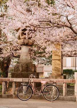 Bicycle under Cherry Blossoms in Japan