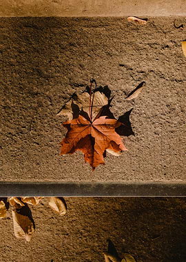 Autumn Leaf on Concrete Steps