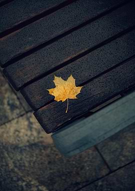 Autumn Leaf on Wooden Bench