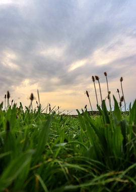 Green Grass Field Under Cloudy Sky