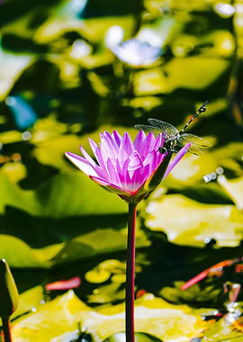 Dragonfly on Pink Lotus Flower