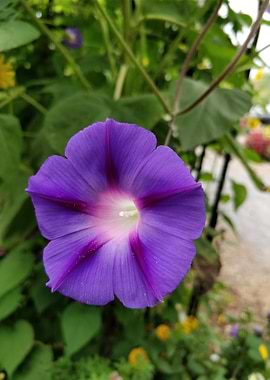Purple Morning Glory Flower Close-Up