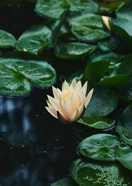 Water Lily in Pond