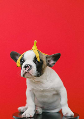 Dog with Banana Peel Hat