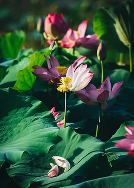 Pink Lotus Flowers and Green Leaves
