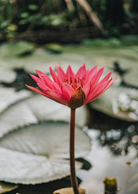 Pink Lotus Flower in Pond