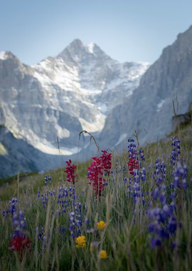 Mountain Meadow with Wildflowers