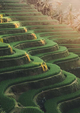 Lush Green Rice Terraces Landscape
