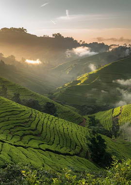 Lush Green Tea Plantation Landscape