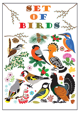 Set of Birds Illustration