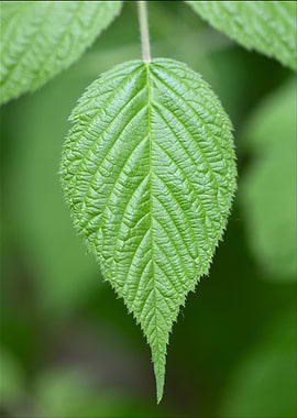 Green Leaf