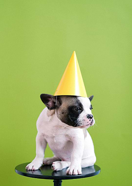 Party Bulldog Puppy with Yellow Hat