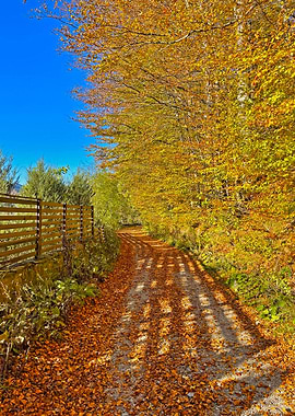 Autumn Path with Golden Leaves