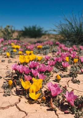 Desert Flowers Blooming