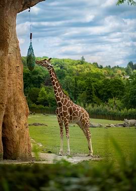 Giraffe eating from a hanging feeder