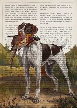 German Shorthaired Pointer Pheasant Hunt