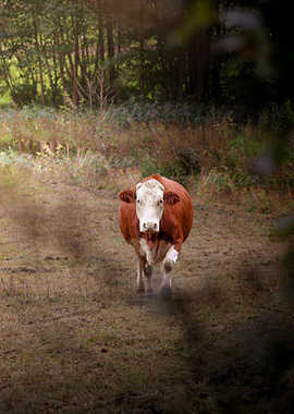 Cow in Field Portrait