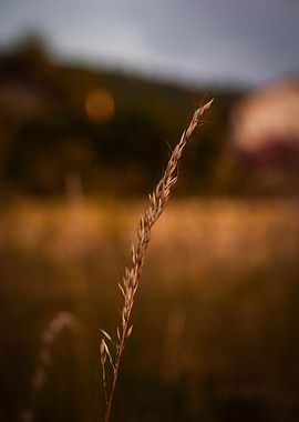 Wheat stalk in a field