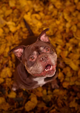 Brown Bulldog in Autumn