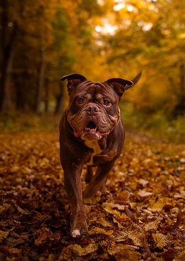 Bulldog in Autumn