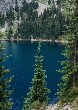 Mountain Lake with Evergreen Trees