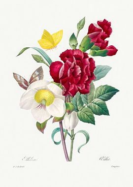 Floral arrangement with butterflies and flowers,Pierre Joseph Redoute