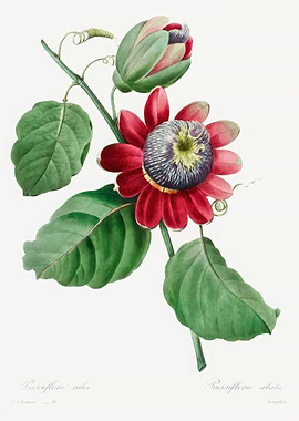 Passionflower Botanical Illustration,Pierre Joseph Redoute