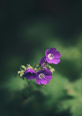 Purple Flowers on Green Background