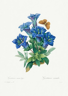 Gentian Flowers and Butterfly Illustration,Pierre Joseph Redoute