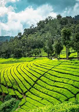 Lush Green Tea Plantation Landscape