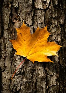 Maple Leaf on Tree Bark