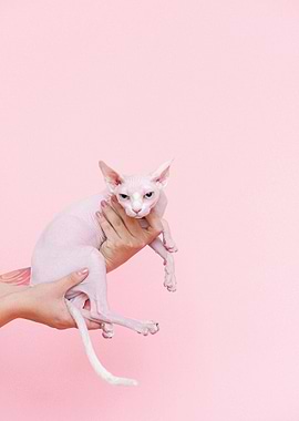 Sphynx cat held in hands